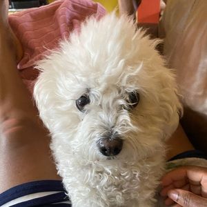 Meet your Posher, Rose